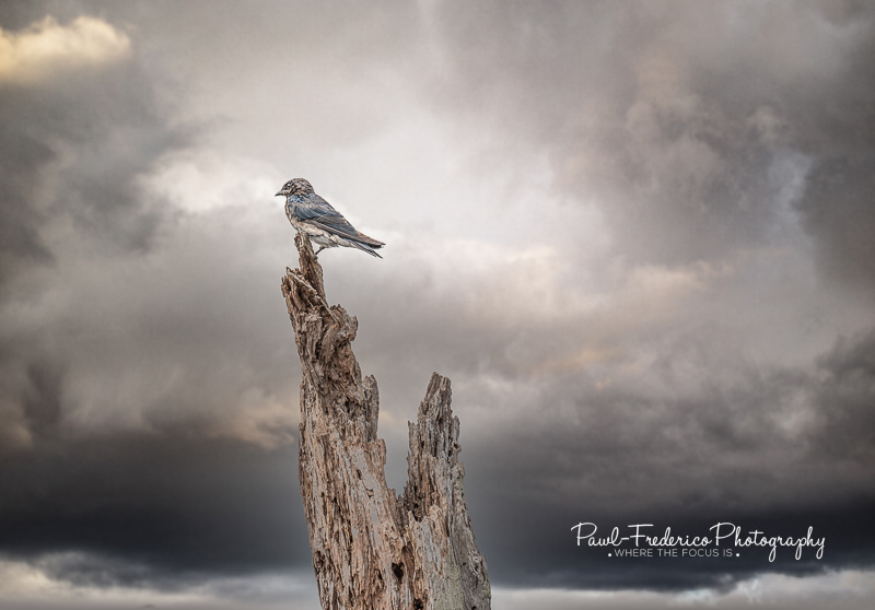 Grey-breasted Martin