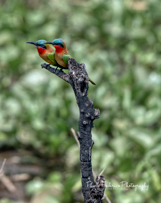 Red-throated Bee Eater