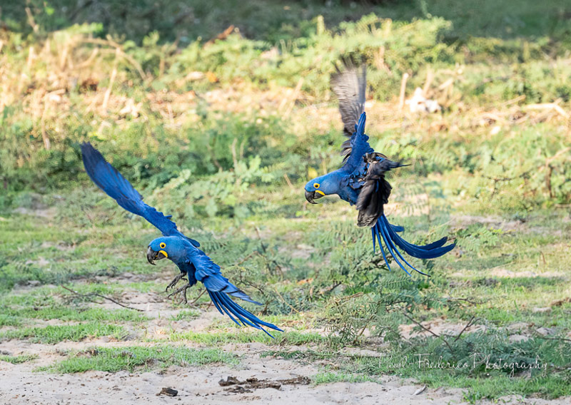 Hyacinth Macaws Landing - Brazil