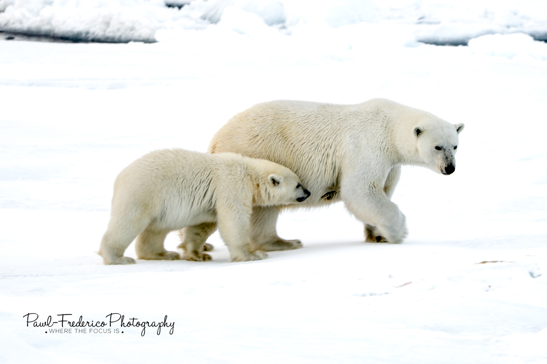 I'm Thirsty!! Greenland Sea Pack-ice
