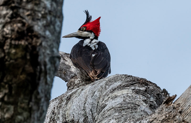 Red Crested Woodpecker - Brazil