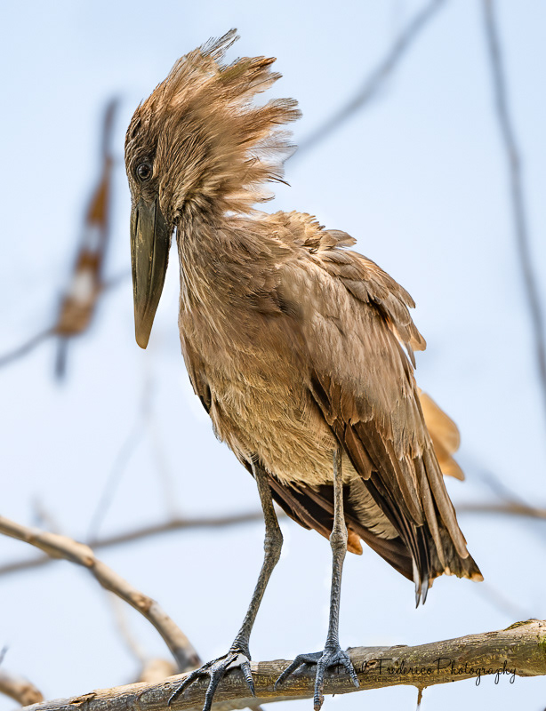 Hamerkop