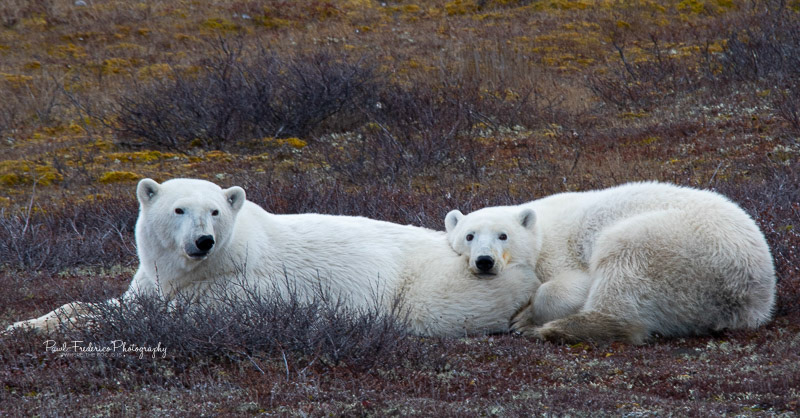 Not Yet Ready to Leave Mama - Canadian Arctic