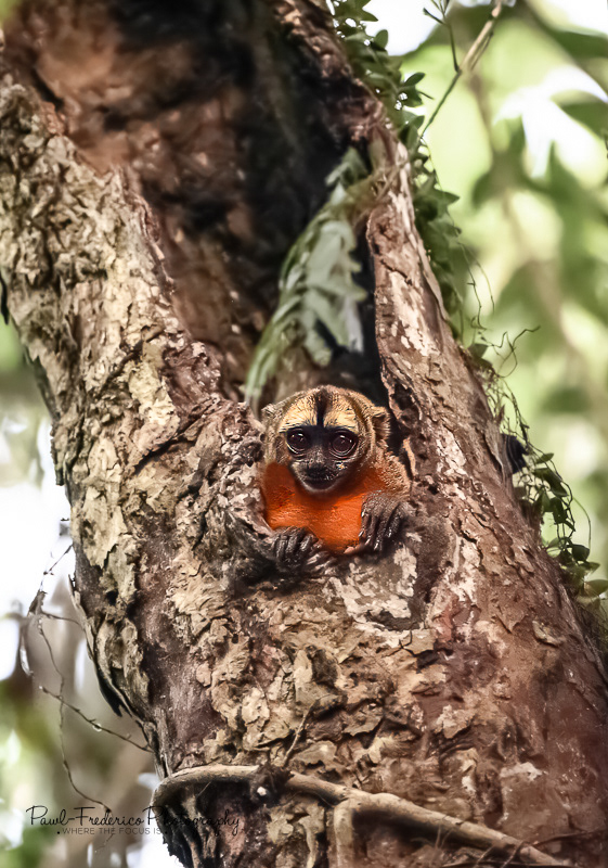 Night Owl Monkey - Peruvian Amazon