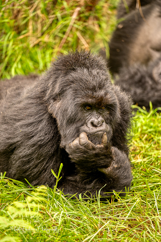 Gorilla in Contemplation