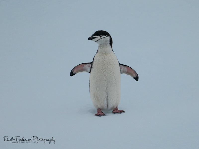 Chinstrap Penguin - Antarctica
