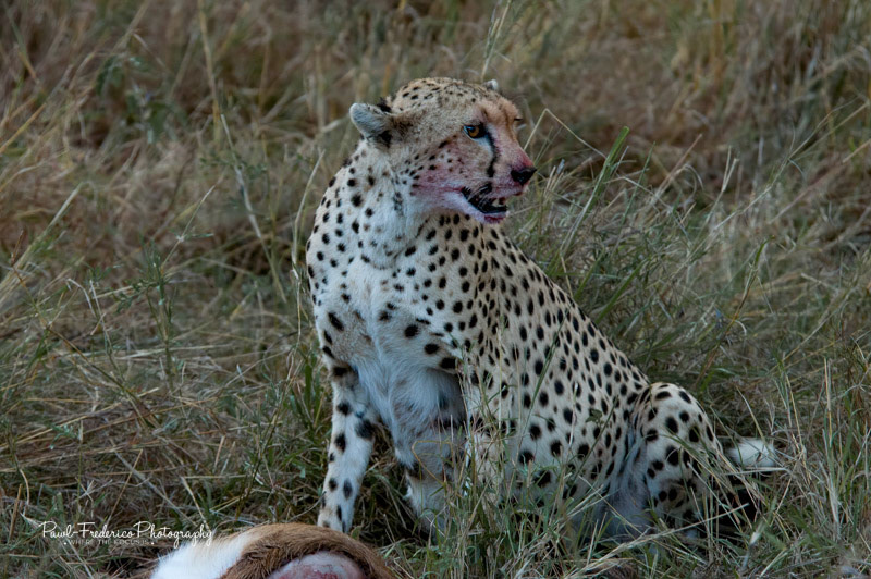 Bloodlust, Cheetah kill - Ngoro Ngoro rater, Tanzania