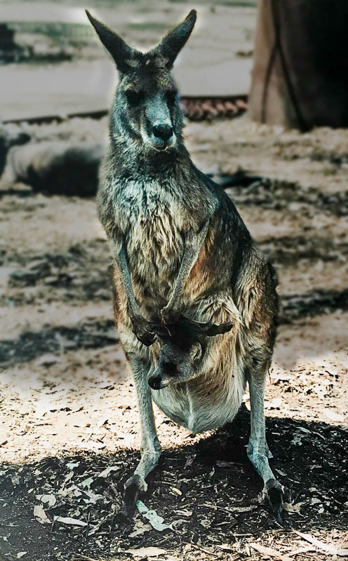 Kangaroo - Perth, Australia