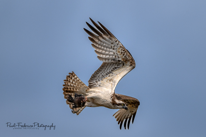Osprey - The Catch