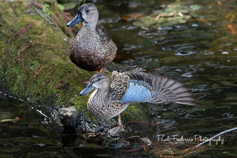 Female Blue-winged Teal Ducks