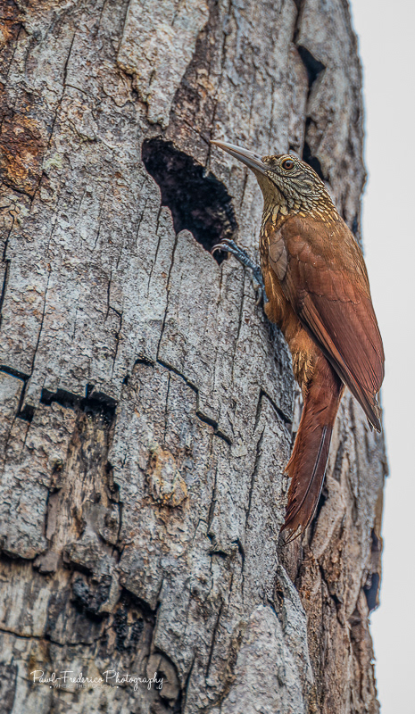Buff headed woodcreeper