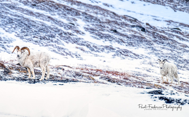 Dall Sheep - Atigun Pass, Arctic Circle, Alaska