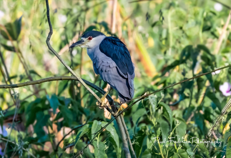 Black-crowned Night Heron - Brazil