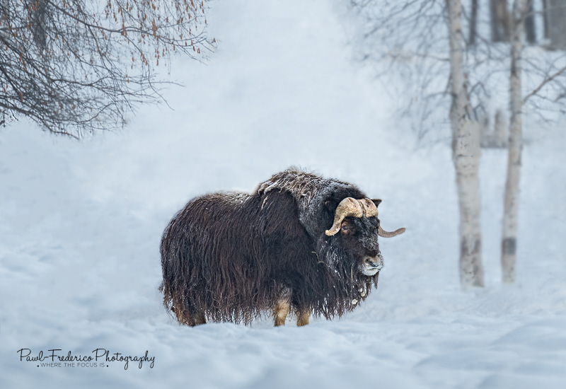 Musk Ox - Arctic mammal