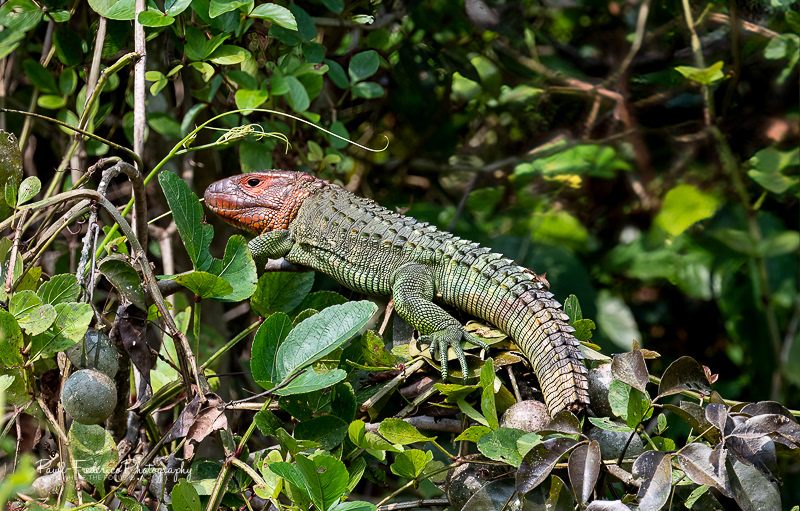 Caiman Lizard