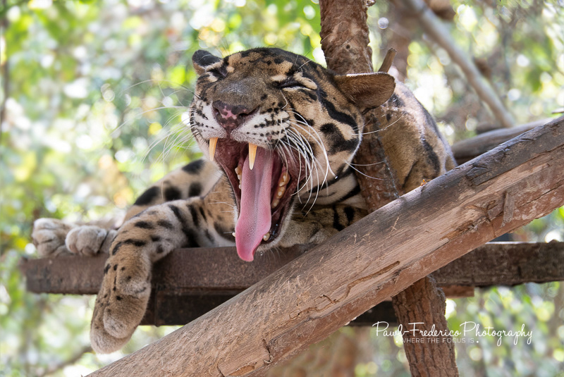 Clouded Leopard - Cambodia