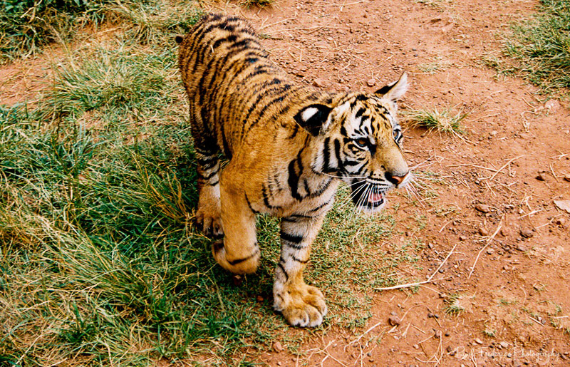 BABY!!!! - Ranthambore, India