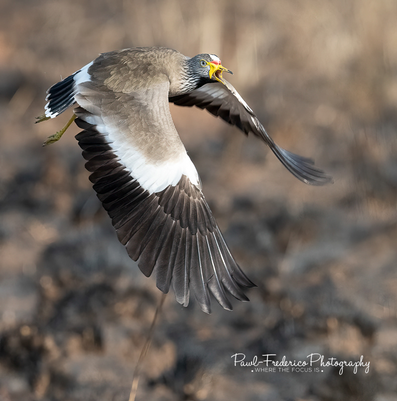 African Wattled Lapwing