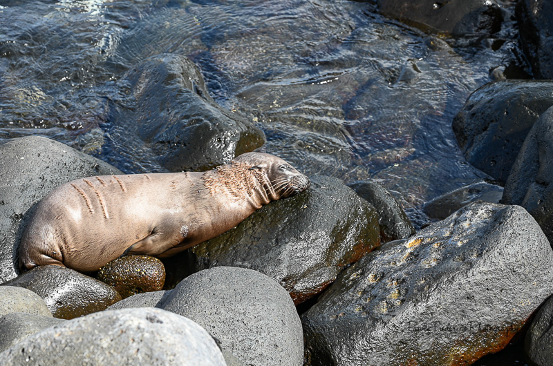 Sleeping Beauty - Galapagos Islands