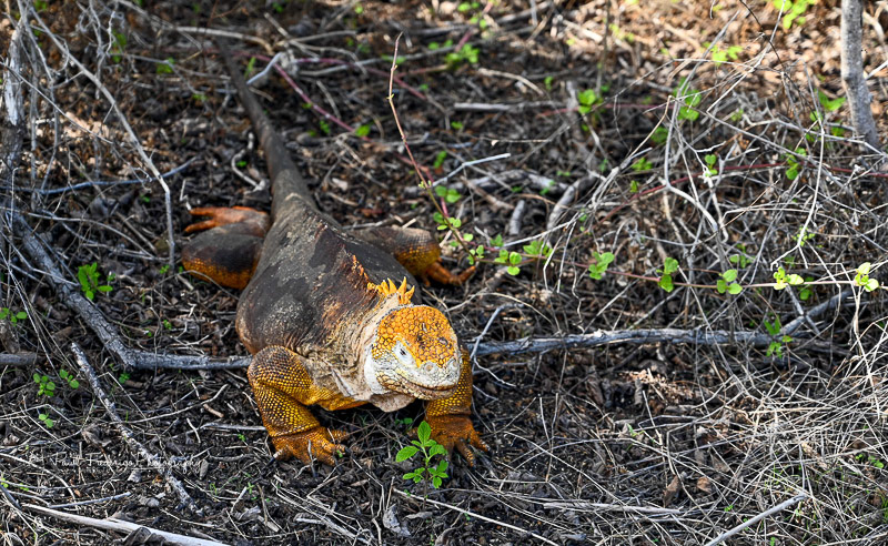 Land Iguana - Galapagos