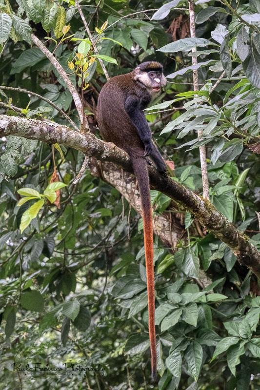 Red Tailed Monkey