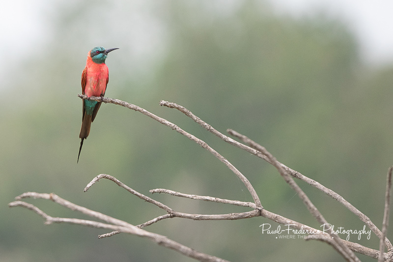 Northern Carmine Bee Eater