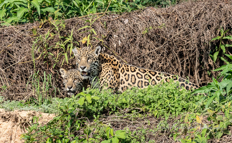 Danger Lies Ahead Jaguar mother and cub Cuiaba River, Pantanal, Brazil
