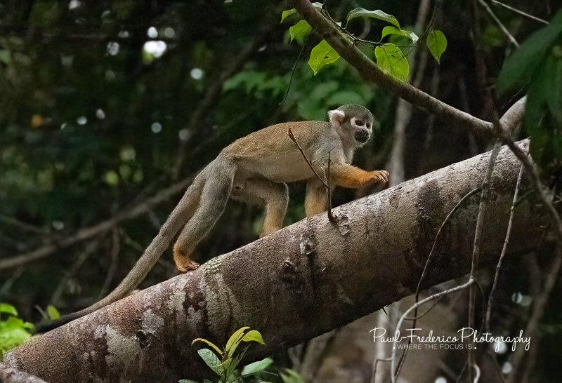 Squirrel Monkey - Peruvian Amazon