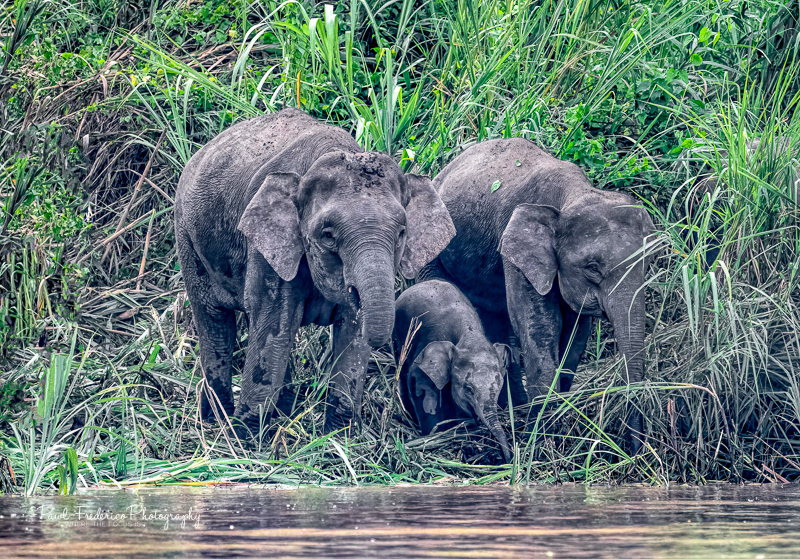 Pygmy Elephants of Borne