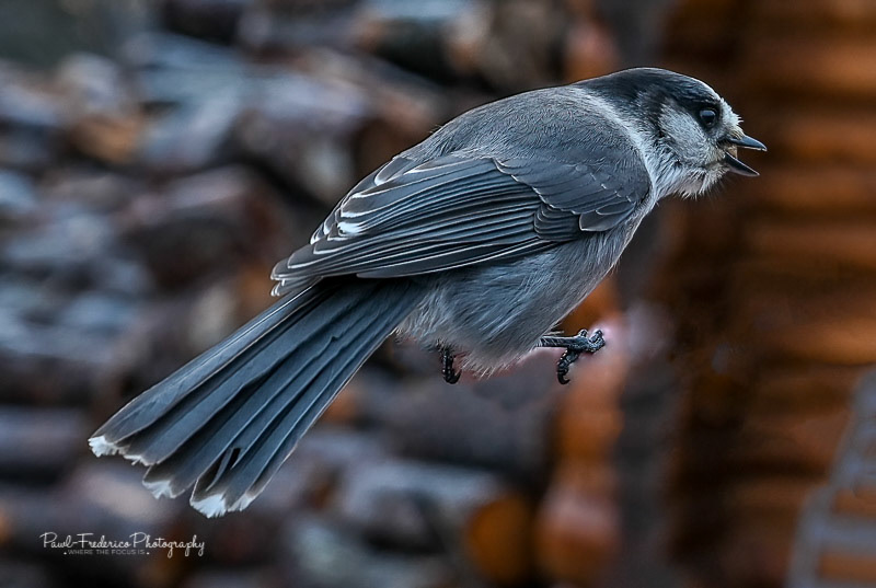 Canada Jay 