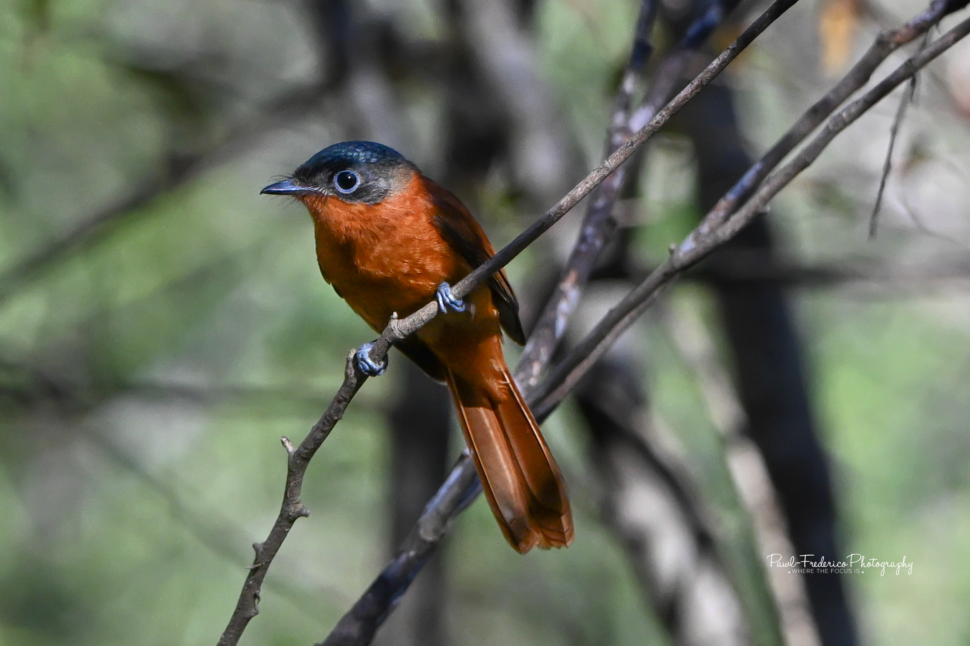 Malagasy Paradise-Flycatcher - Female