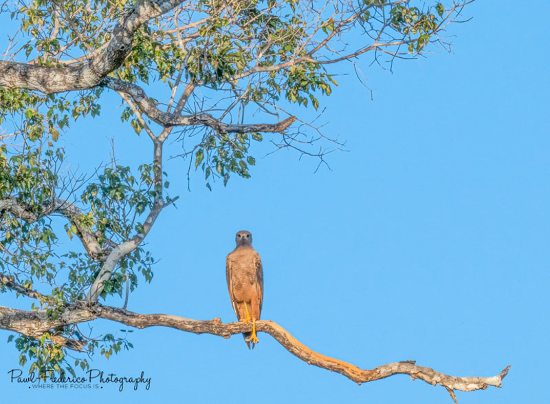 Savannah Hawk - Brazil