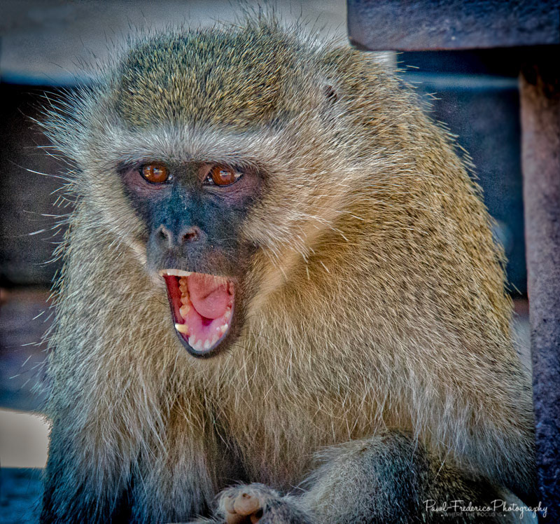 Angry - Pilanesberg, South Africa