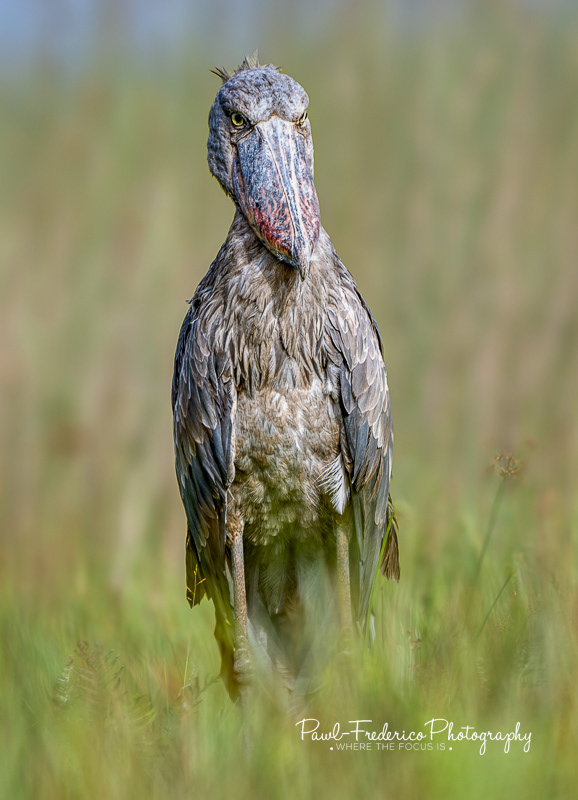 Shoebill Stork