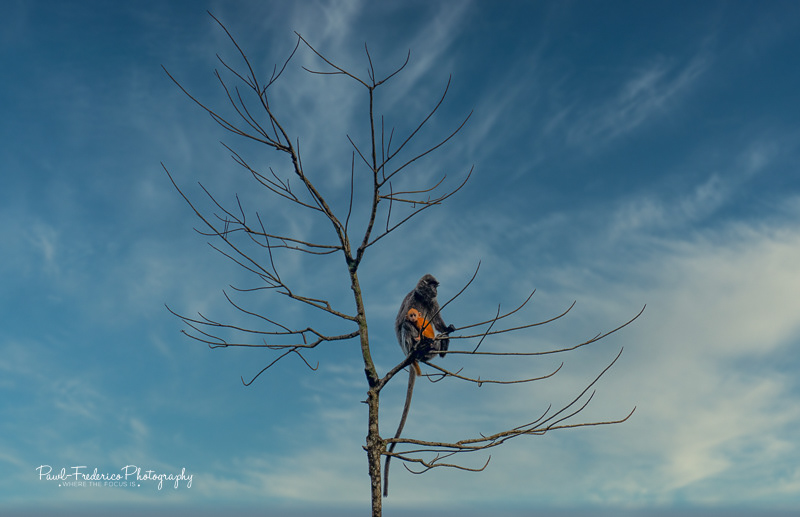 Mother and Child - Silver Leaf Monkeys