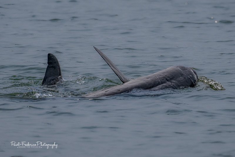 Irrawaddy Dolphin - Critically Endangered