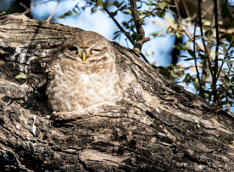 Spotted Owl - India