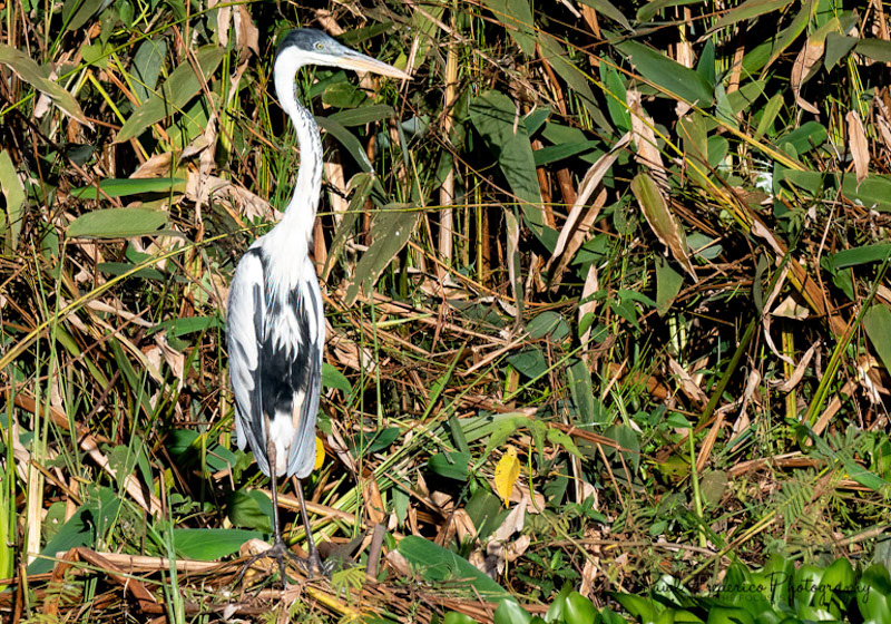 Cocoi Heron - Brazil