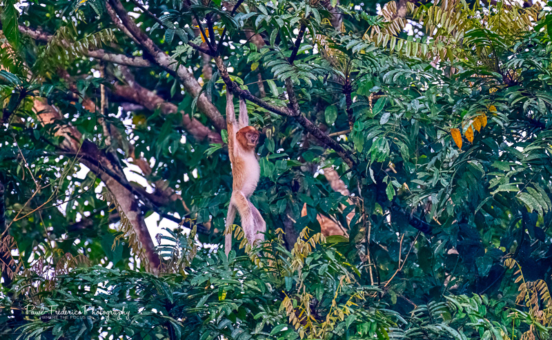 Hangin' In There - Young Adult Proboscis of Borneo