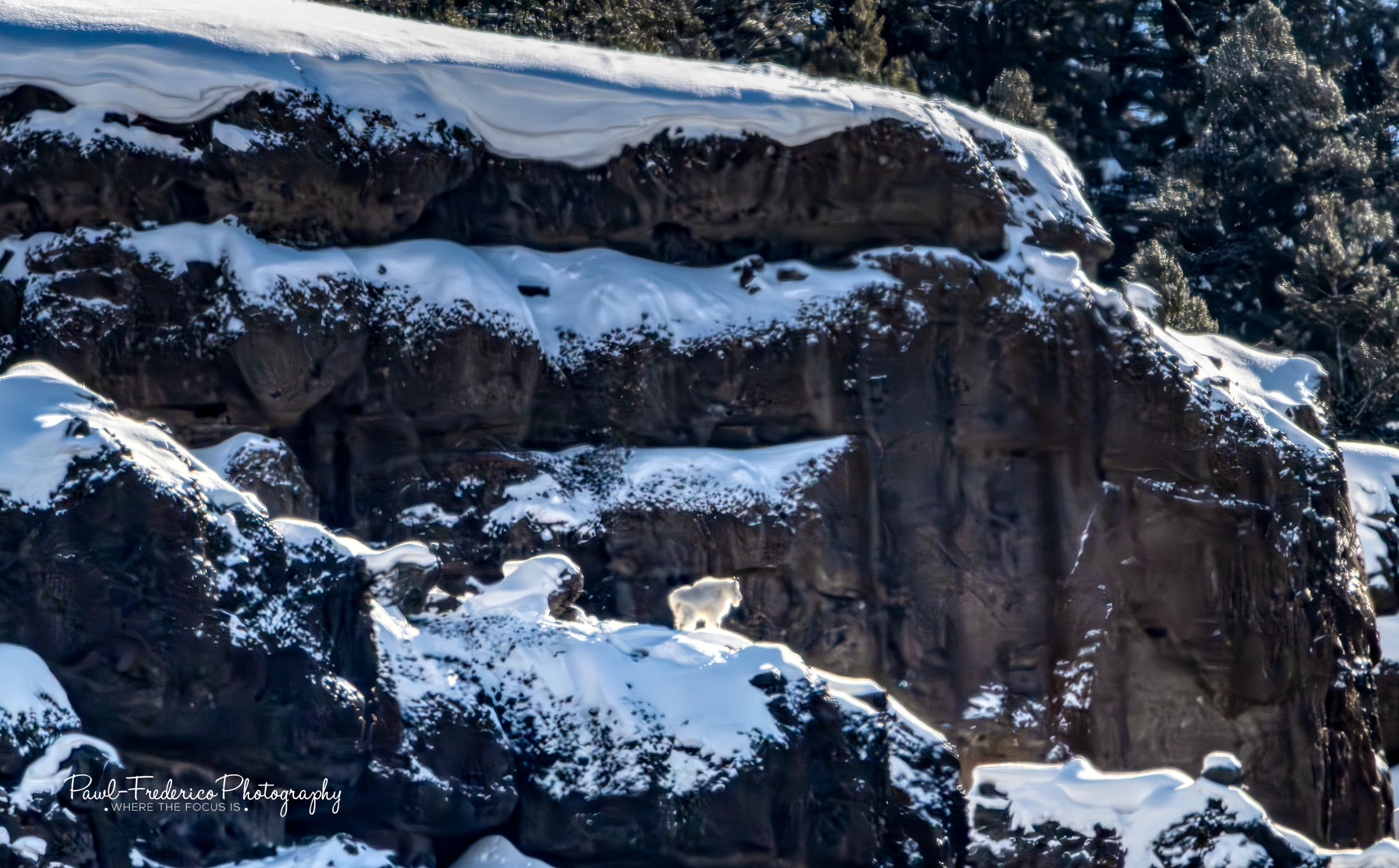 Mountain Goat
