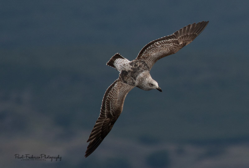 Skua - Beagle Channel