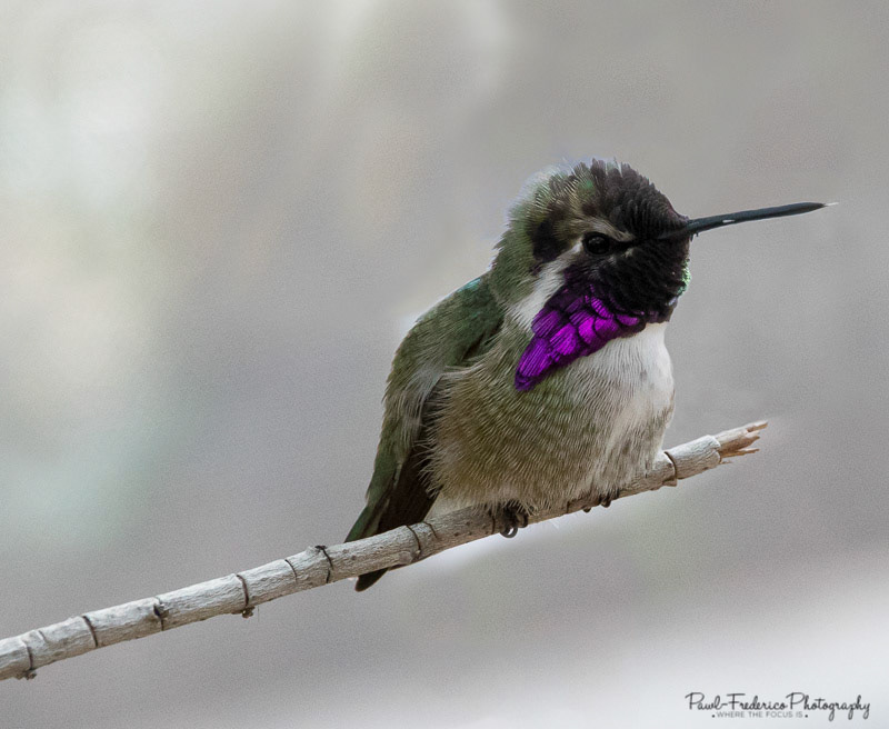 Costa's Hummingbird
