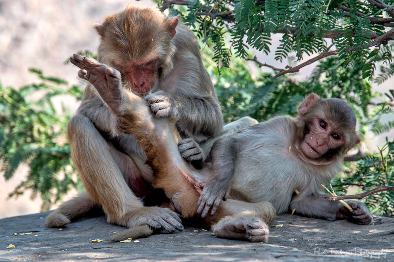 Thanks For The Help Bro - India