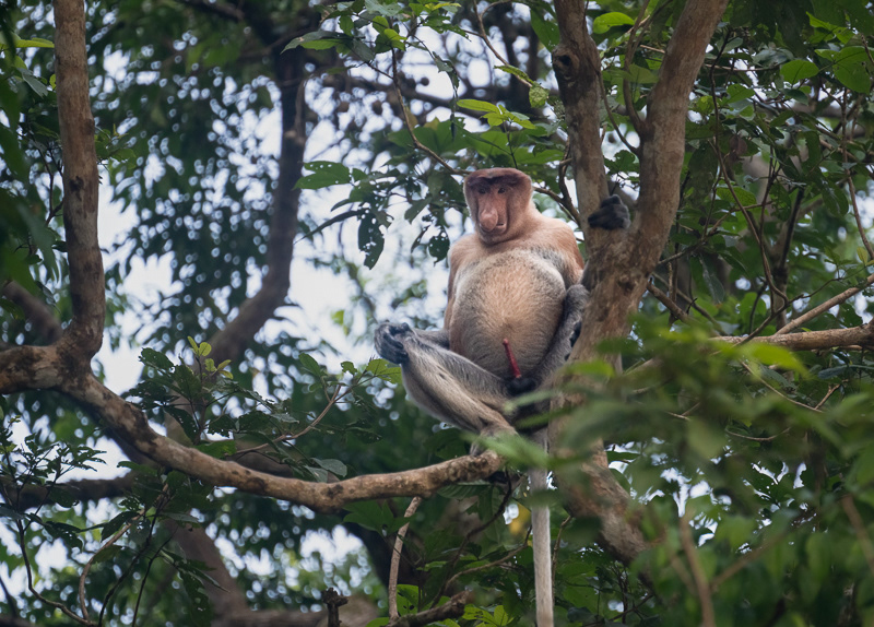 Hey Lady, Pick Me! - male Proboscis Monkey 