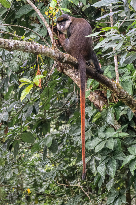 Red Tailed Monkey