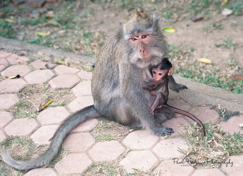 Balinese Macaque