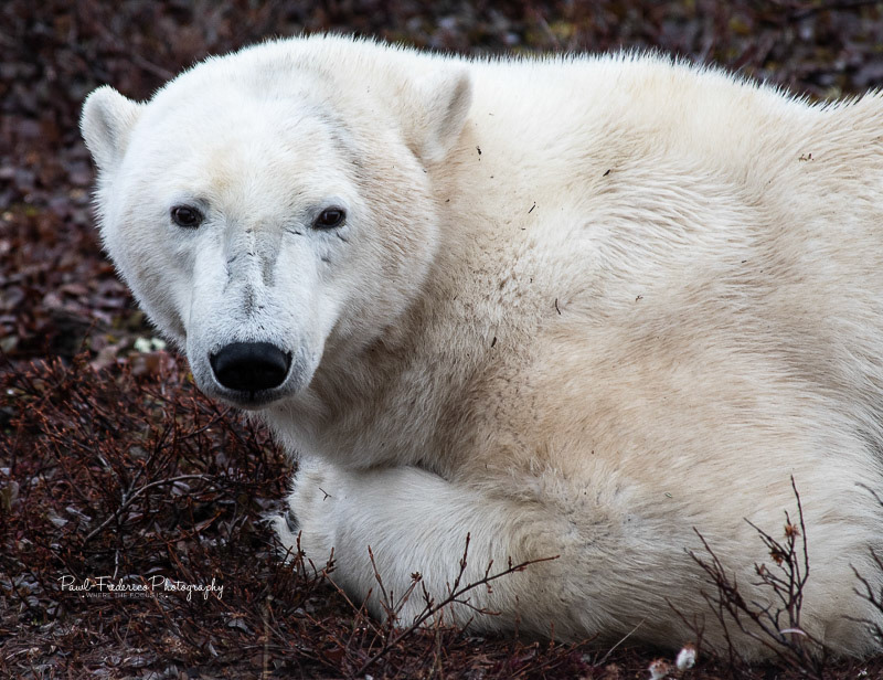 Queen of the Arctic - Canada
