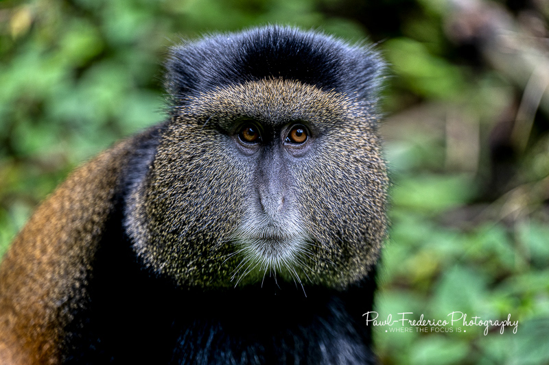 Golden Monkey - Rwanda