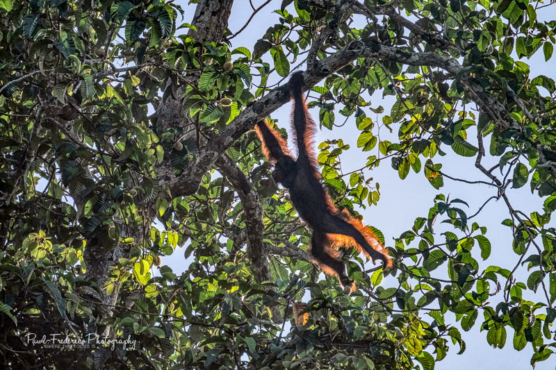Sunrise Breakfast - Borneo