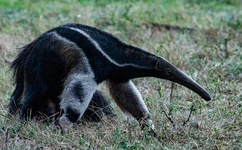 Anteater Pantanal, Brazil
